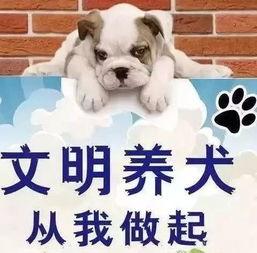 长春爆料养狗事件最新,邻里冲突升级，社区治理面临挑战